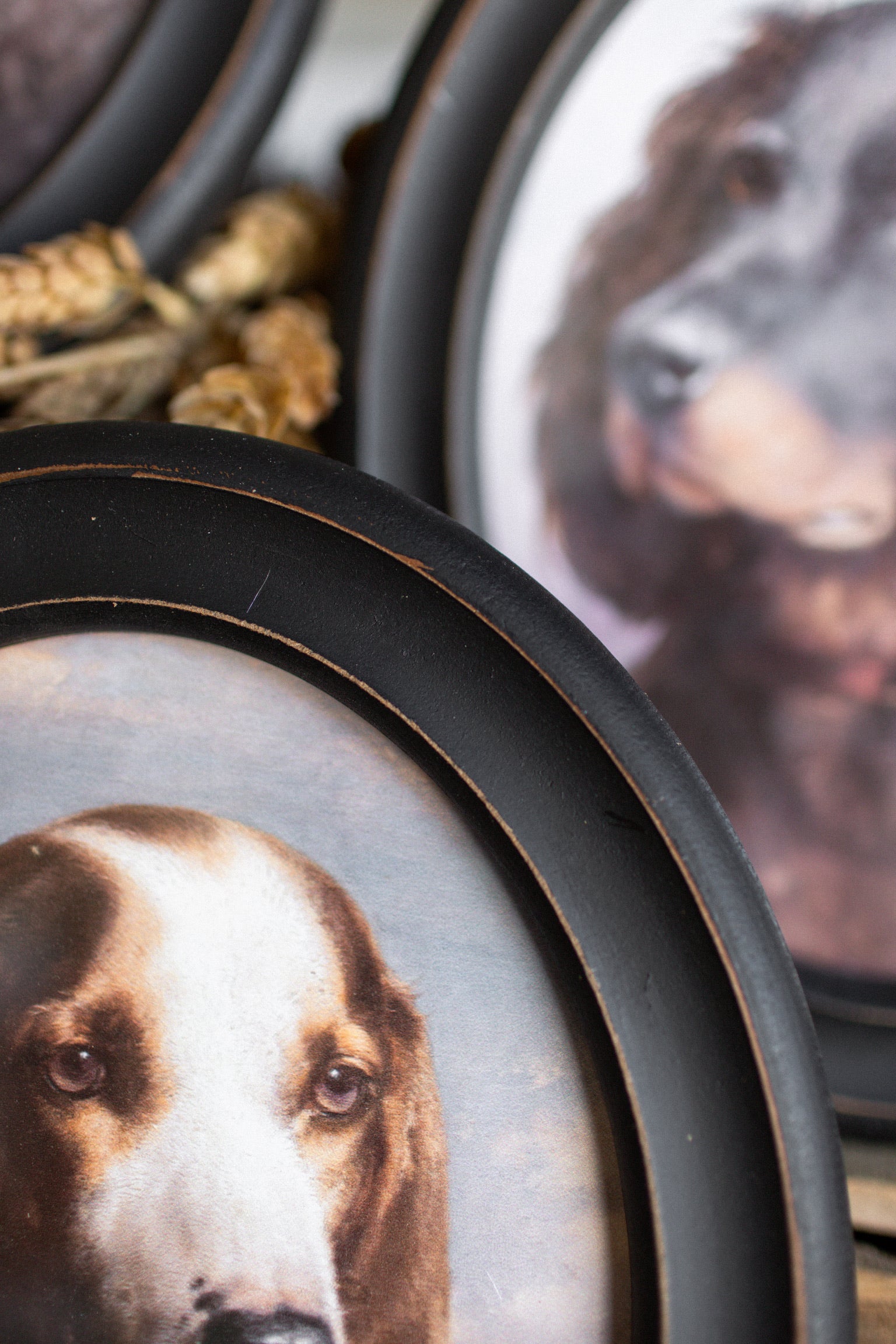 Hunting Dog Framed Print