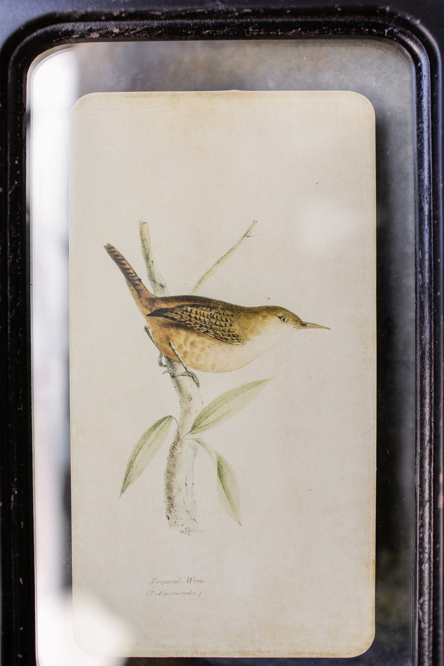 Bird Framed Picture The Little Burlap Barn®