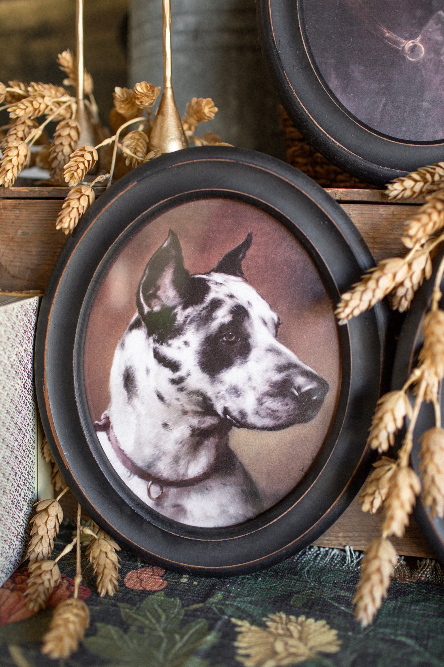 Hunting Dog Framed Print