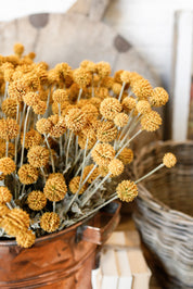 Whimsy Wildflower Bush (Mustard)