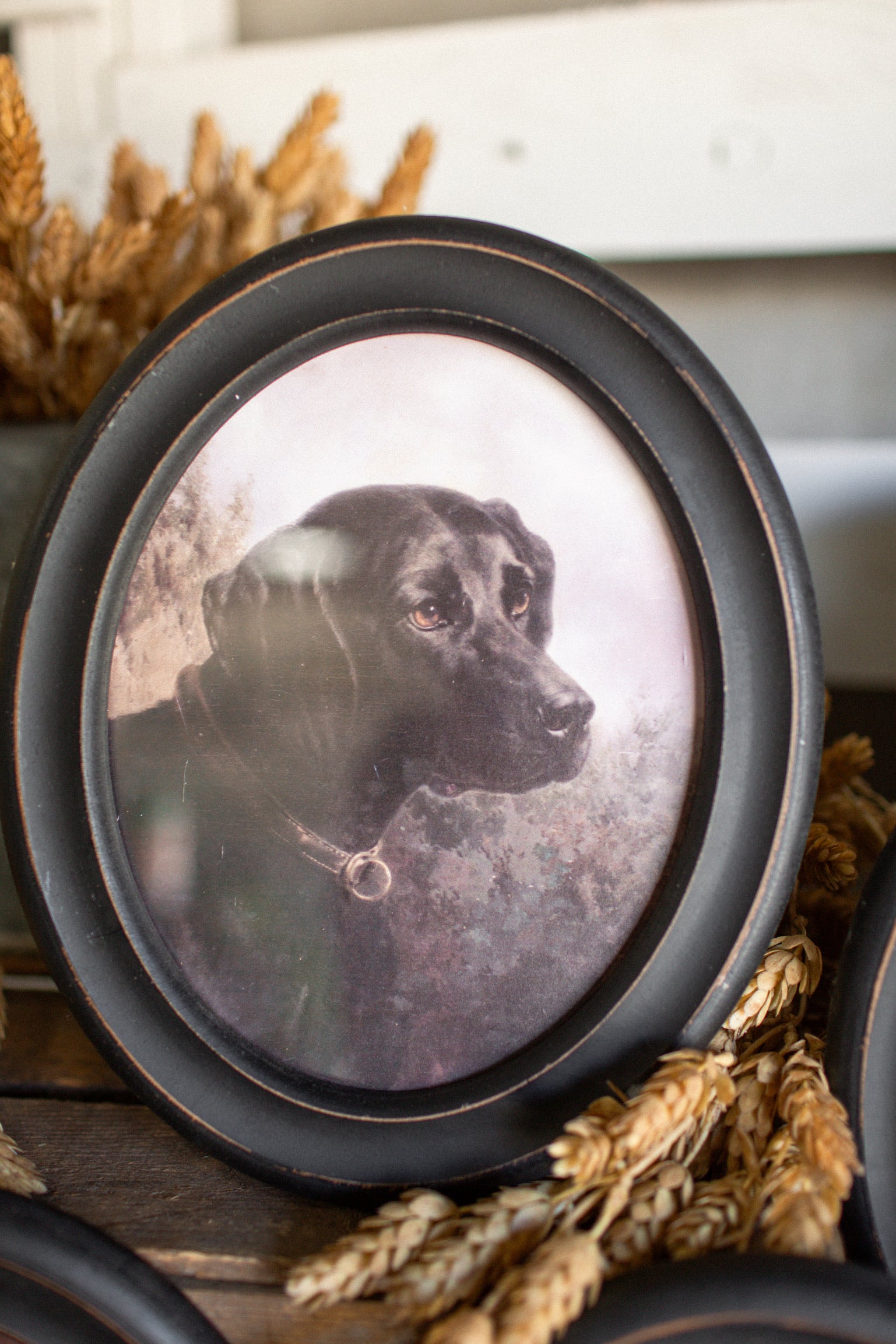 Hunting Dog Framed Print