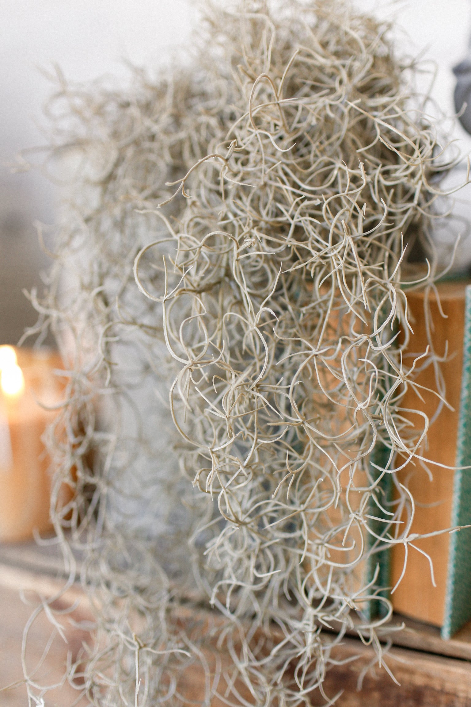 Spanish Moss Hanging Stem The Little Burlap Barn®
