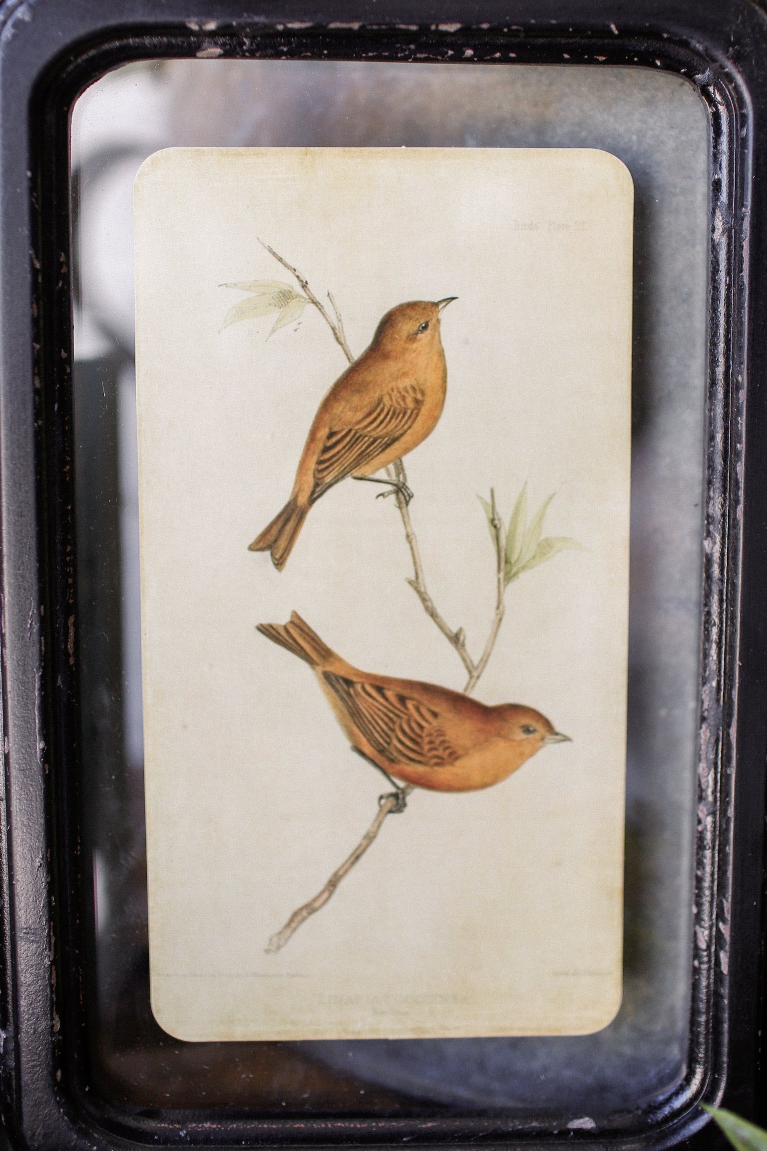 Bird Framed Picture The Little Burlap Barn®
