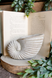 Nautilus Planter