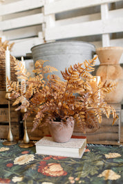 Potted Autumnal Fern
