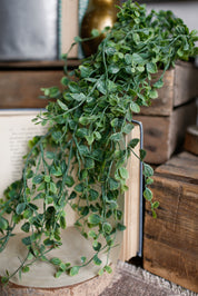 Fairy Vine Hanging Stem