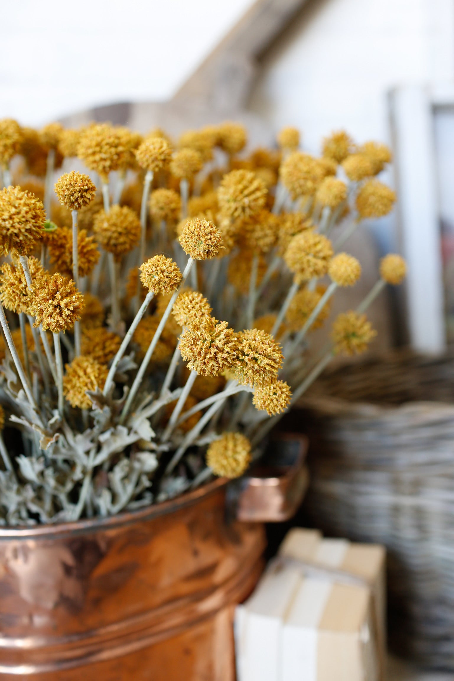 Whimsy Wildflower Bush (Mustard)