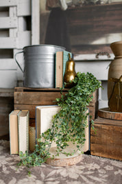 Fairy Vine Hanging Stem