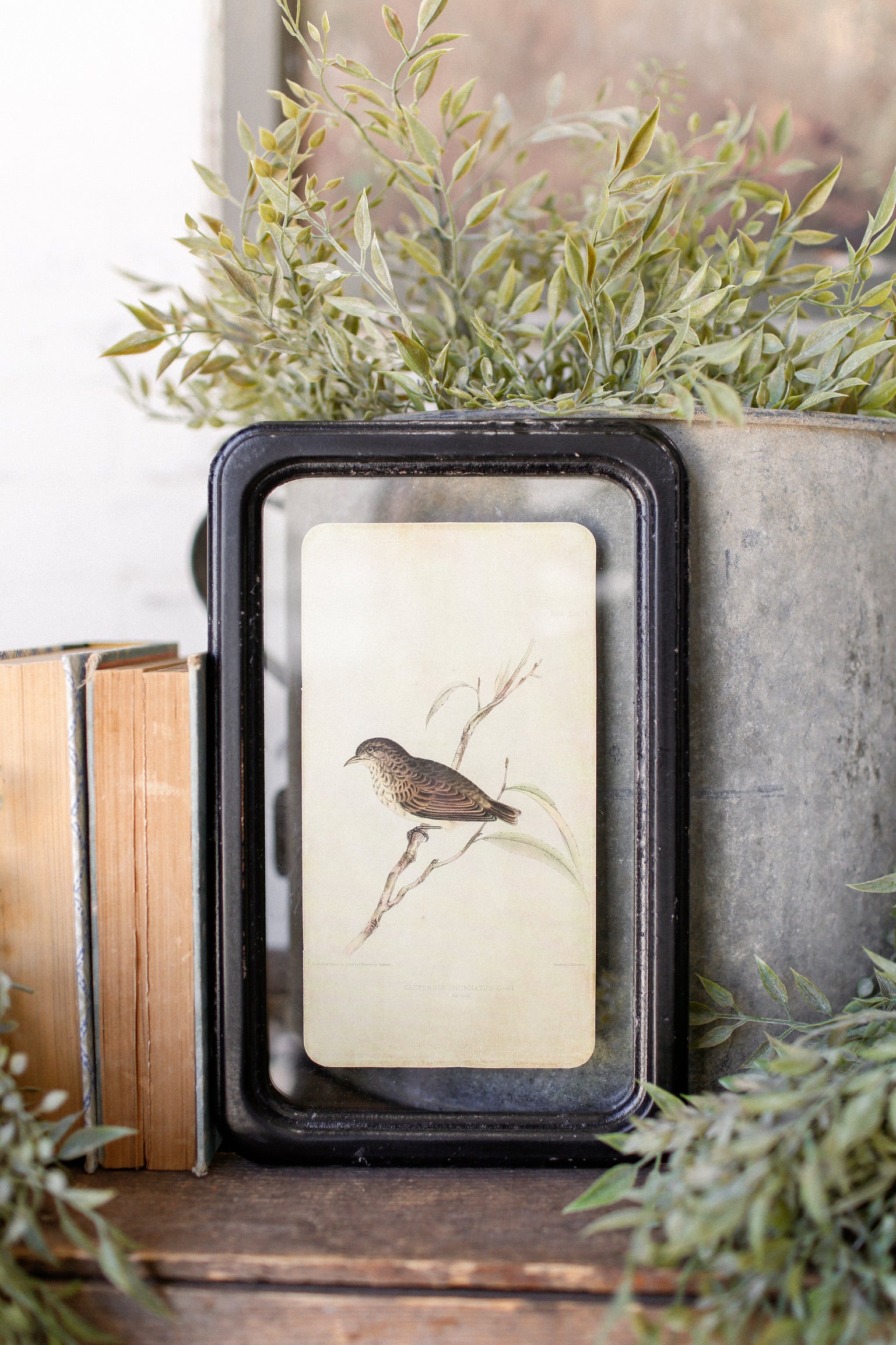 Bird Framed Picture The Little Burlap Barn®