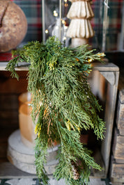 Alpine Cedar Hanging Stem