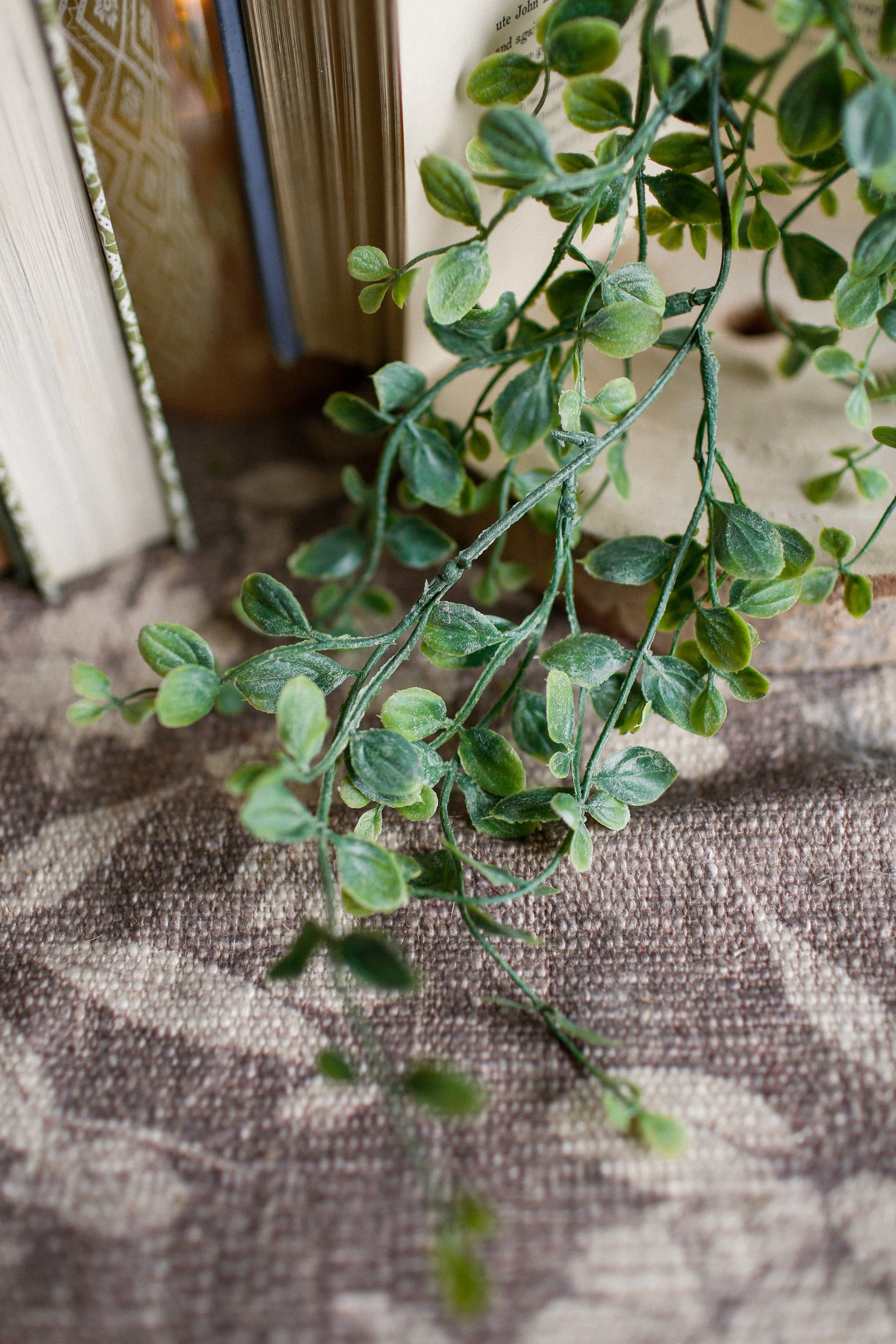 Fairy Vine Hanging Stem