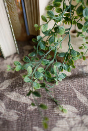 Fairy Vine Hanging Stem