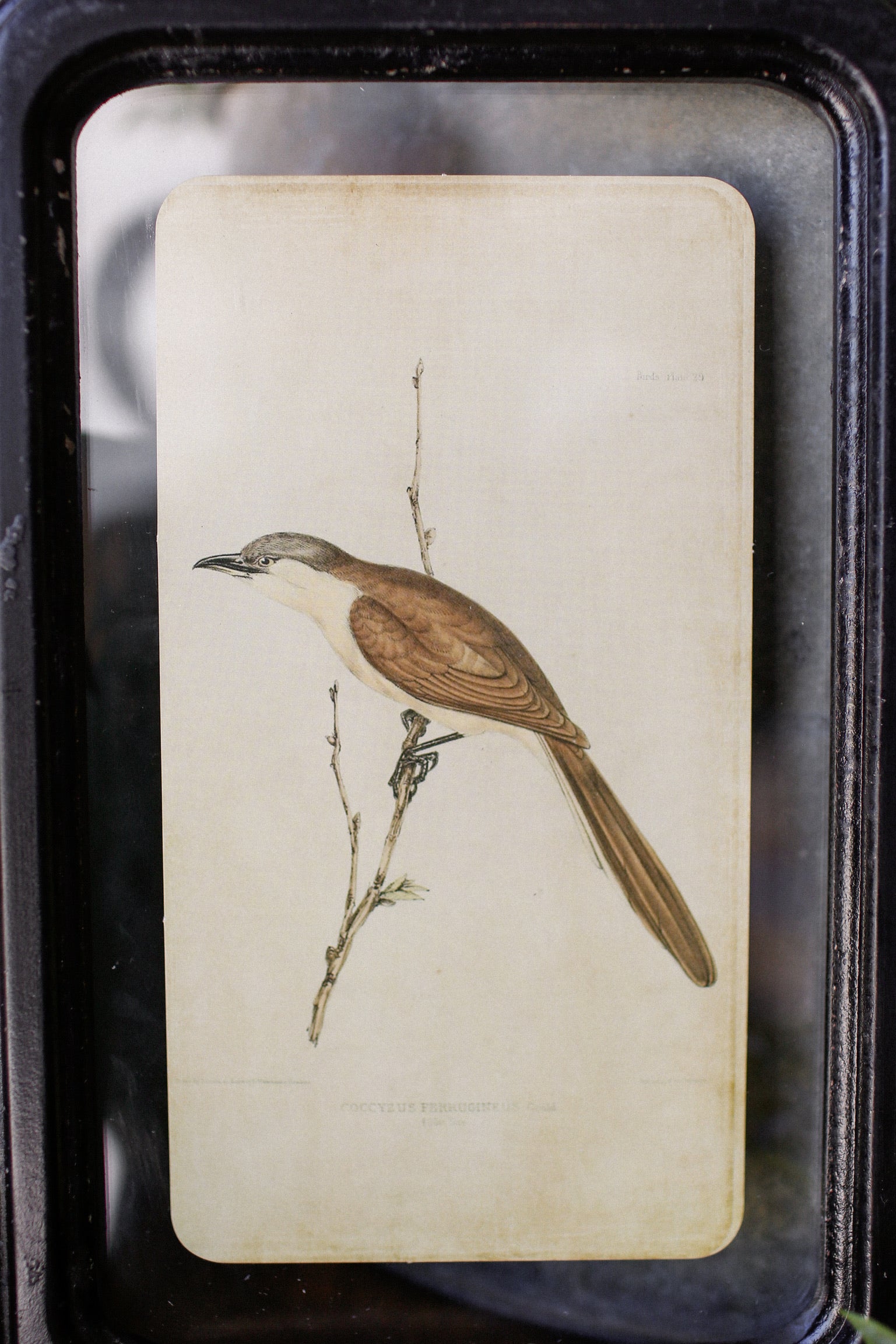 Bird Framed Picture The Little Burlap Barn®