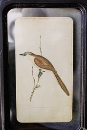 Bird Framed Picture The Little Burlap Barn®