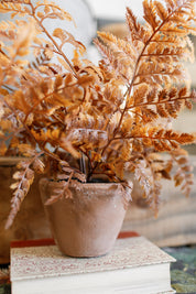Potted Autumnal Fern