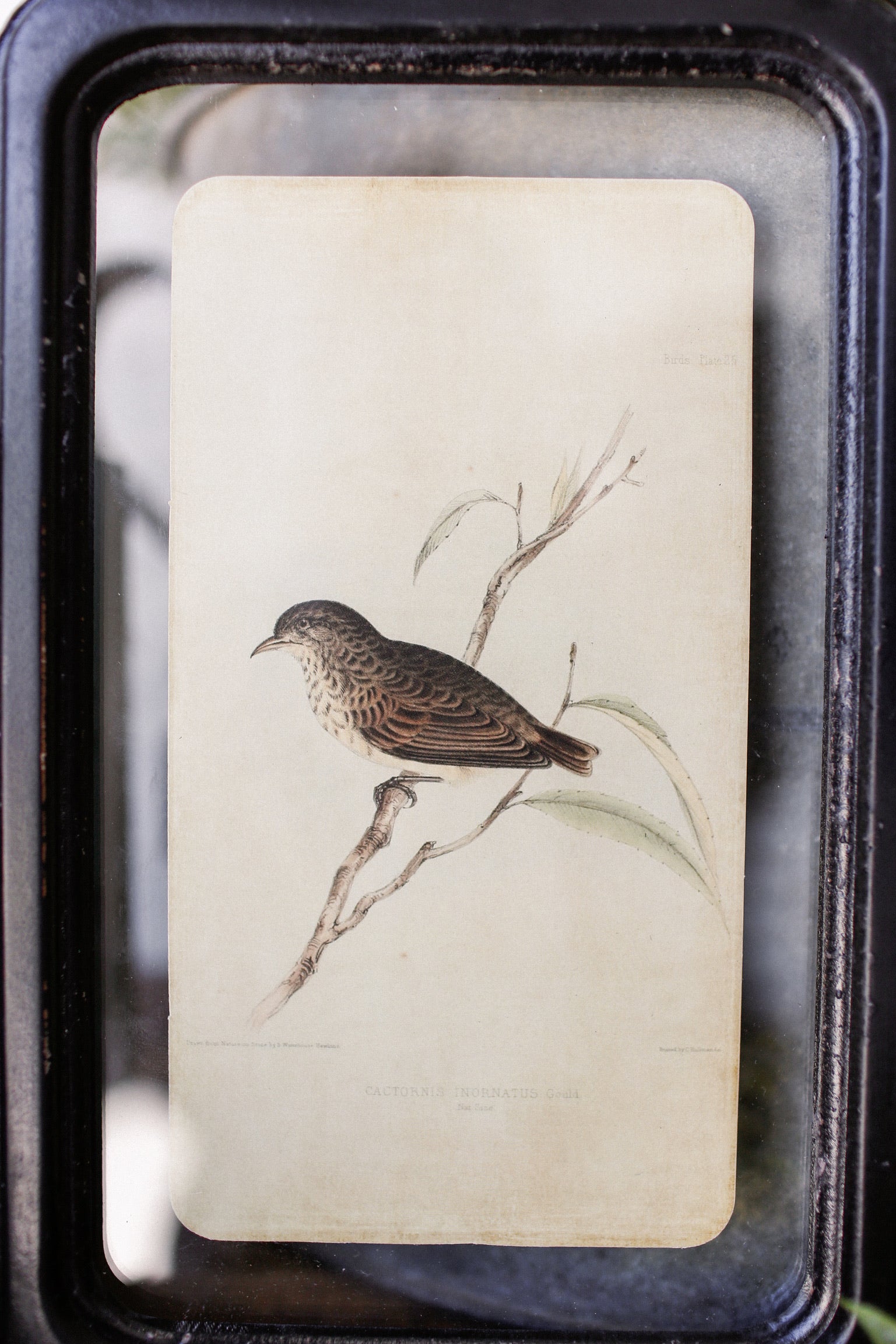 Bird Framed Picture The Little Burlap Barn®