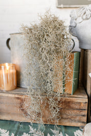 Spanish Moss Hanging Stem The Little Burlap Barn®