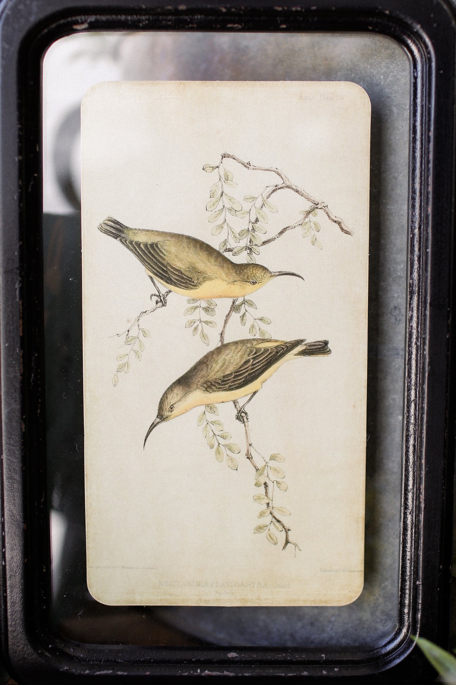 Bird Framed Picture The Little Burlap Barn®