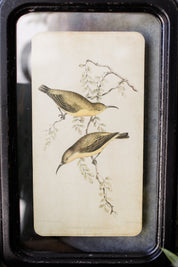 Bird Framed Picture The Little Burlap Barn®