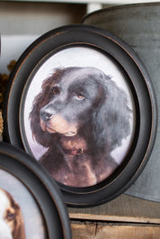 Hunting Dog Framed Print