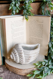 Conch Planter