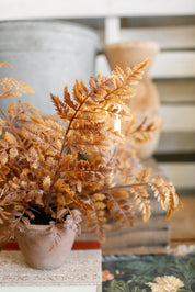 Potted Autumnal Fern