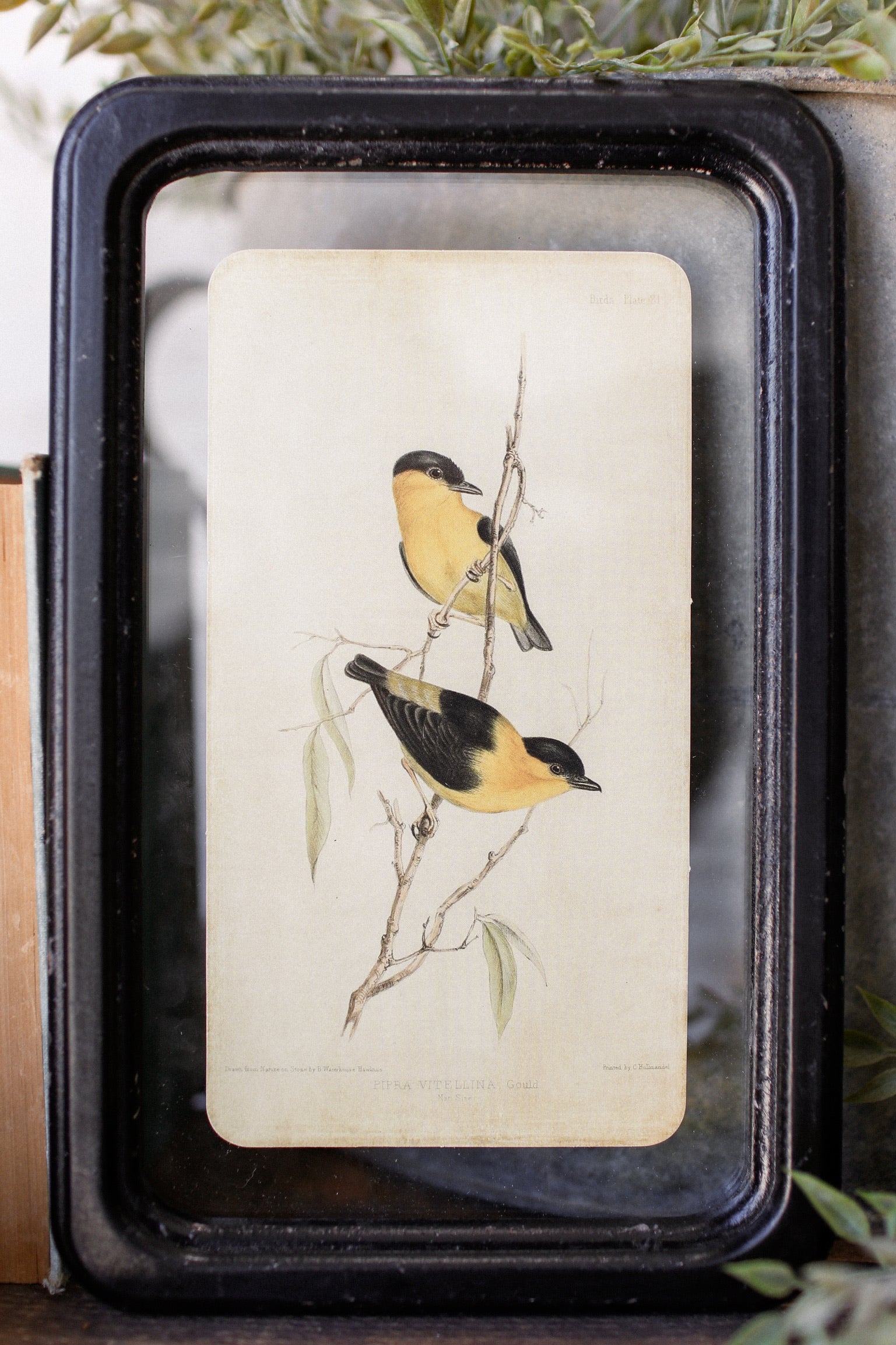 Bird Framed Picture The Little Burlap Barn®