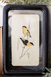 Bird Framed Picture The Little Burlap Barn®