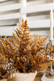 Autumnal Fern Bundle