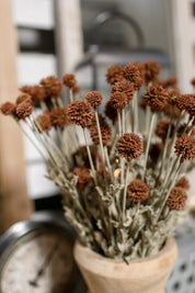 Whimsy Wildflower Bush (Expresso)