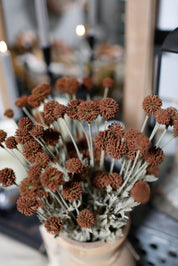 Whimsy Wildflower Bush (Expresso)