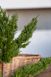 Green Cedar Stem Raz Imports
