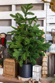 Lighted Norfolk Pine Tree Raz Imports