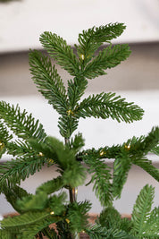 Lighted Norfolk Pine Tree Raz Imports