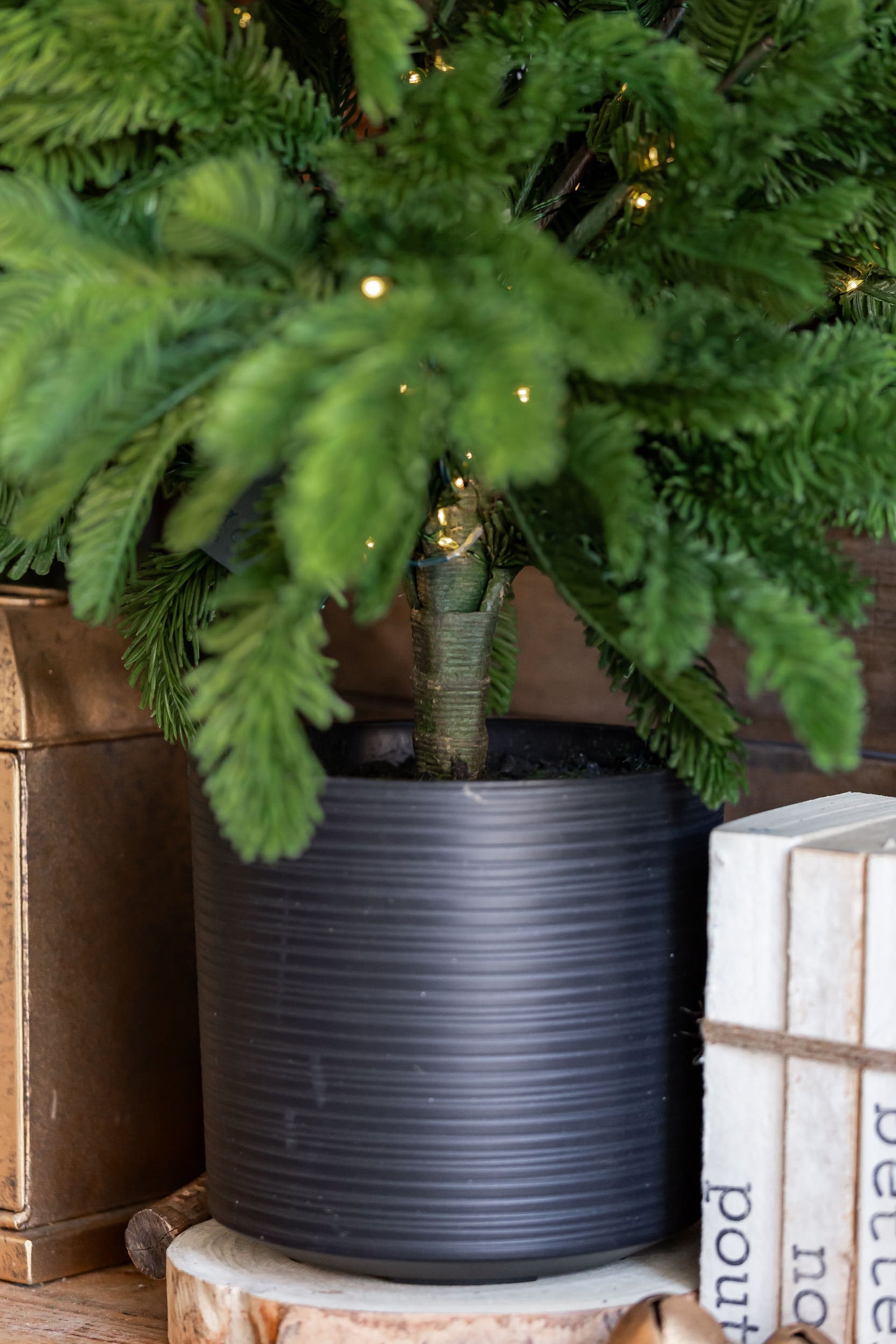 Lighted Norfolk Pine Tree Raz Imports