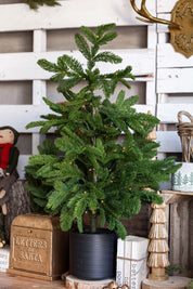 Lighted Norfolk Pine Tree Raz Imports